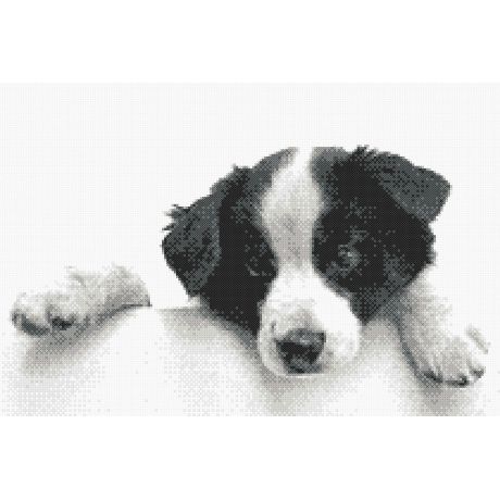 Kit point compt - Border collie (chien )